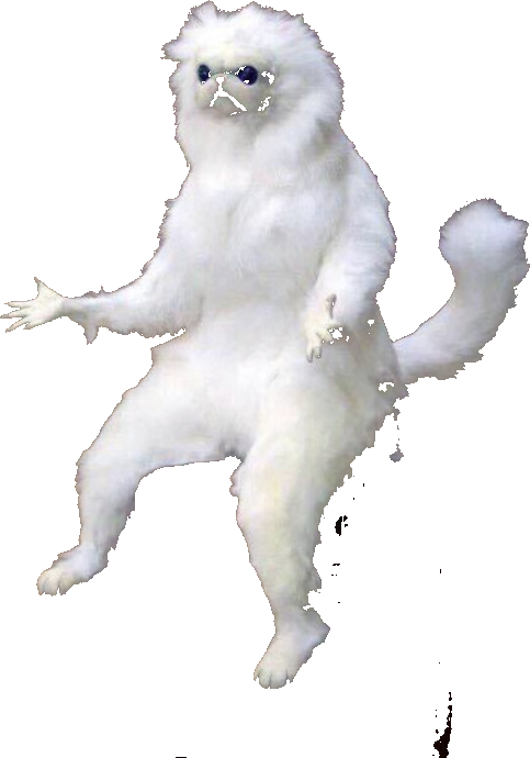 Confused cat